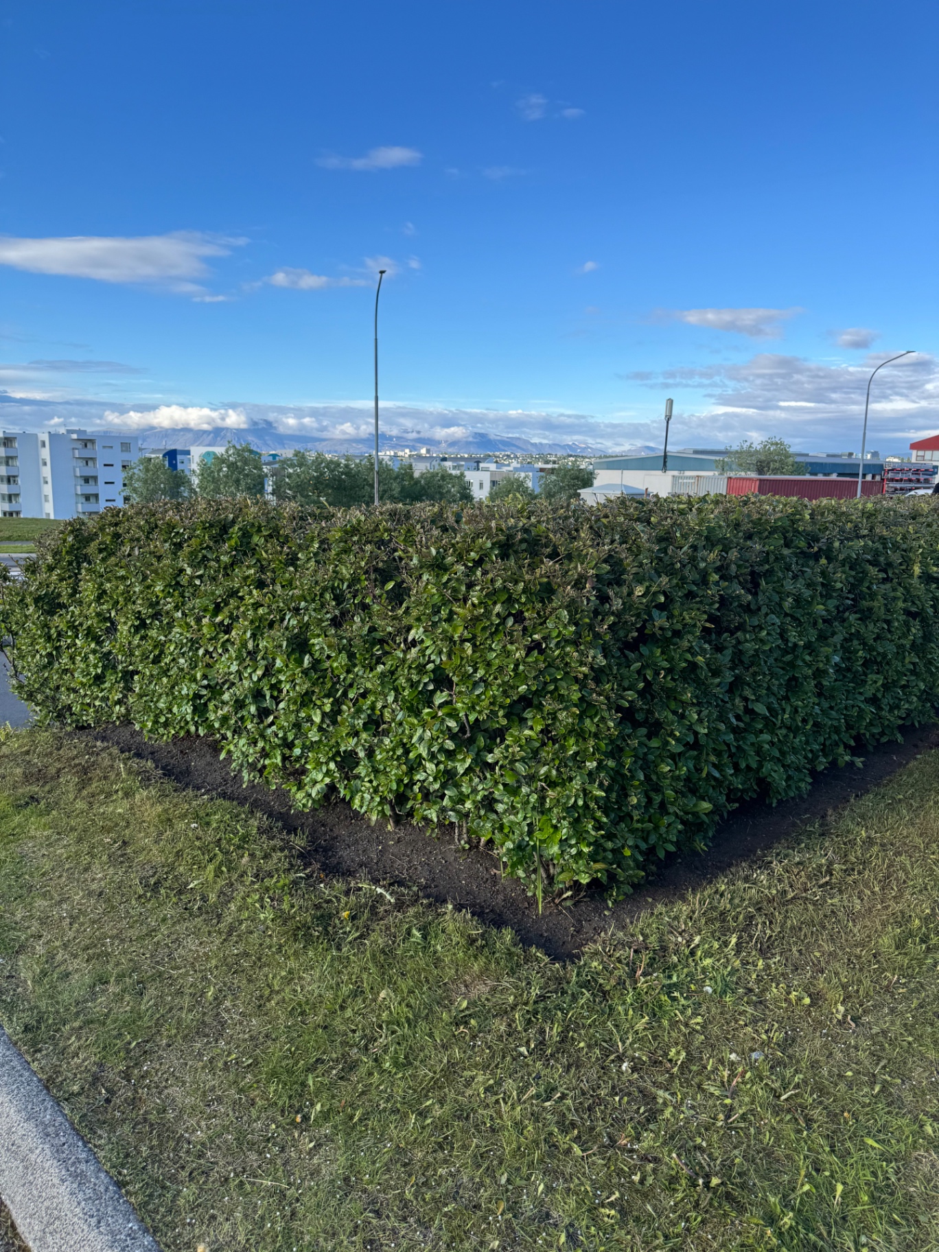 Limgerðisklipping og kantskurður